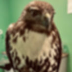 Red-tailed hawk for the jynx season i archive