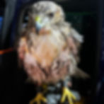 A hawk in the Jynx season I archive.