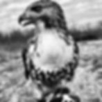 Hawk perched outdoors from the jynx season i archive