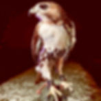 Hawk from the jynx season i archive perched on a ledge
