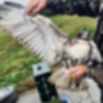 Hooded falcon held by handler from jynx season i archive