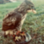 Hawk standing on grass from the jynx season i archive