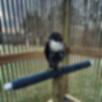 Bird of prey on a perch, Jynx Season I archive.