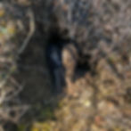 Small animal in a burrow from the Jynx season I archive.