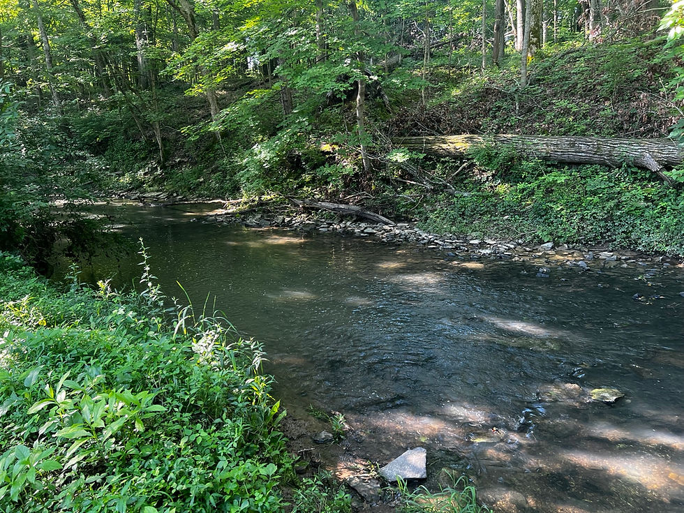 Small stream in a lush green forest jynx season i archive