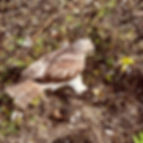 Engaged with the field on a training flight - active foraging