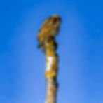 Eurasian Wryneck from jynx season i archive on tree