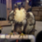 Hawk perched on a stand from the jynx season i archive.