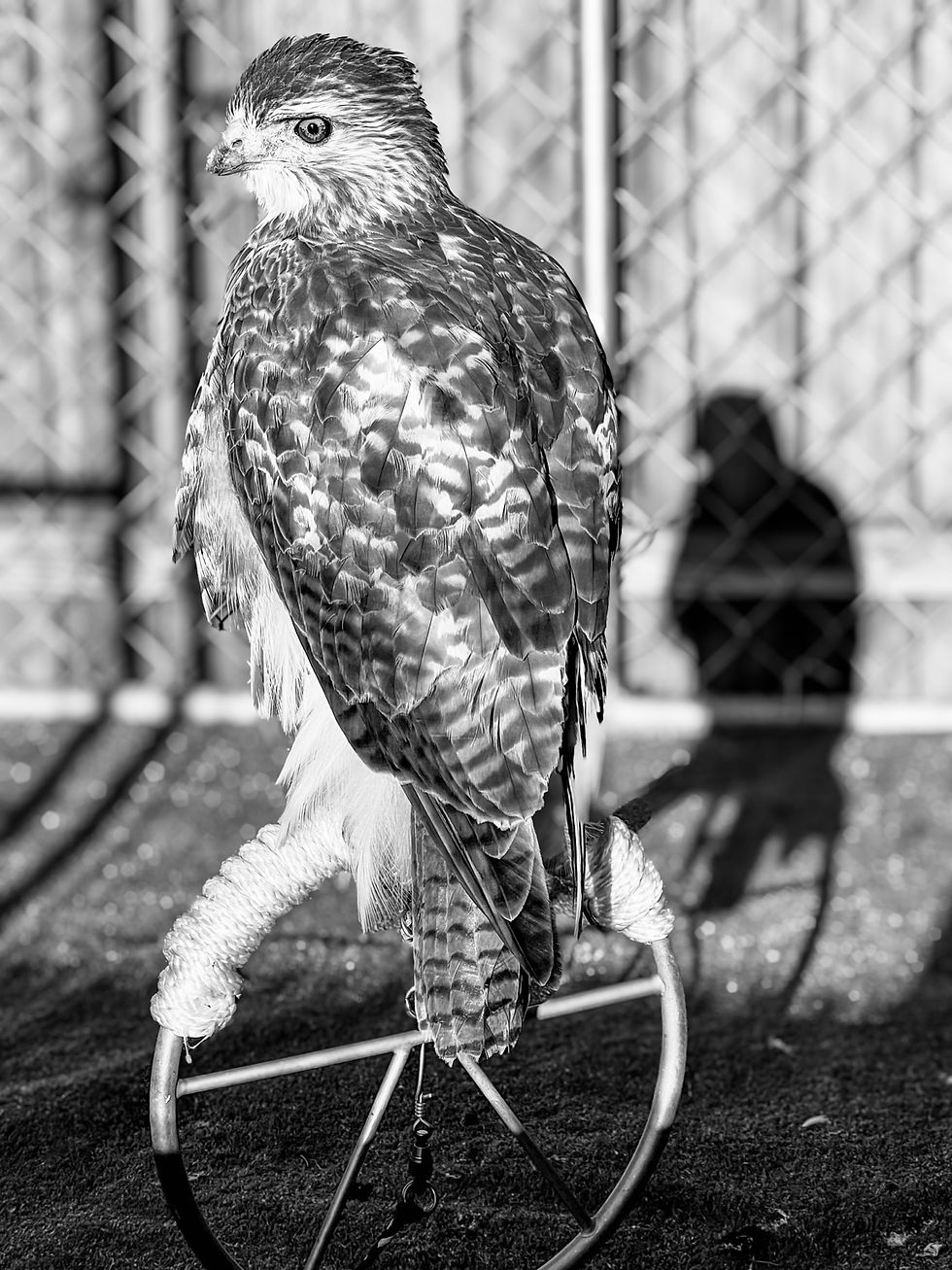 Hawk perched on a wheel in the wildlife journal archives