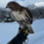 Red-tailed hawk perched on a falconry glove in the snow.