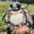 Falcon wearing a leather hood for the jynx season i archive