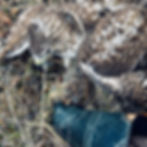 Hawk perched in brush, Talos Archive Season I online