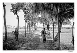 Au milieu des rizières