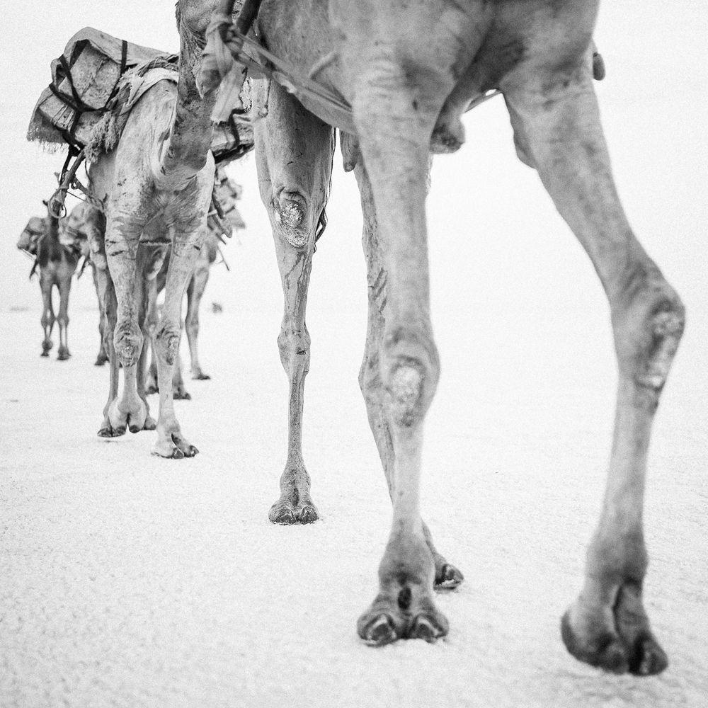 Camel 3 (Ethiopia)