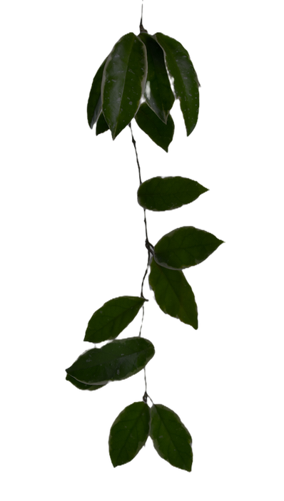 Green Vine Leaves_edited_edited_edited.p
