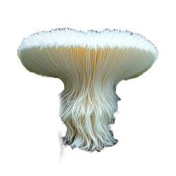 wide short fungi big spongy white stringy lots of hair big moss white and fluffy lions ma