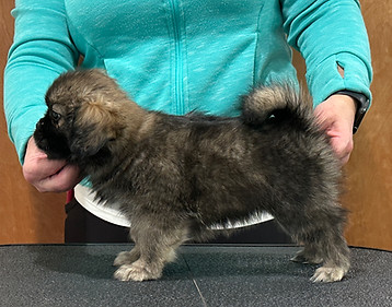 8 weeks Nilla side.jpg