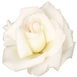 Download-White-Rose-PNG-Transparent-Imag