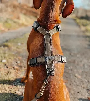 dogfellow.webp
