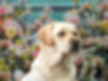 Bailey-02.JPEG