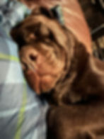 Sleepy Chip
