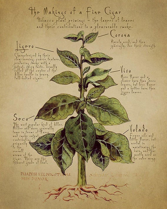 The cigar smokers guide to the leaf