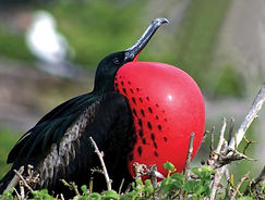 Frigate Birds Barbuda
