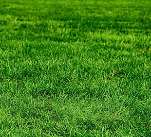 grass.jpeg