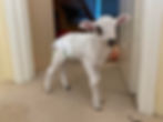 Thumbnail: Daisy