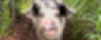 Birthday Donation page