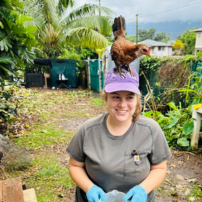 Hannah, our director of operations, smiling with a tame wild rooster on her head