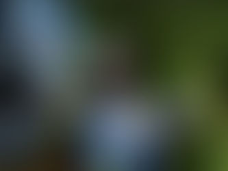 Equatorial Maranhão orienta sobre poda de árvores