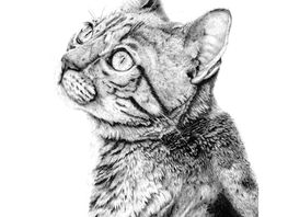desenho realista de gato feito com lápis grafite