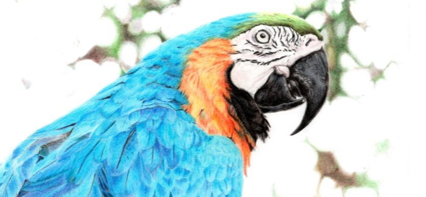 desenho realista de arara azul e dourada em lápis de cor sobre papel utilizando técnica de camadas