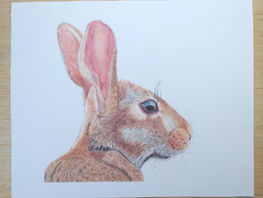 Desenhando um Coelho com lápis de cor.