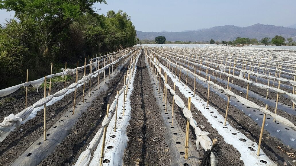 Capture-2025-02-04-111114