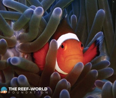 Friday Fun - Reef-World Foundation