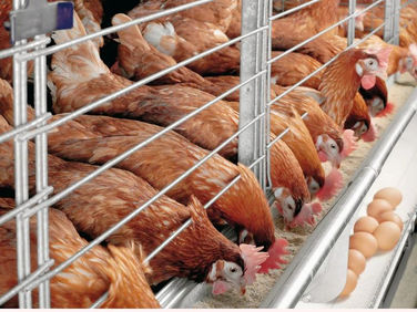 Kenya Lifts Ban On Ugandan Poultry Products
