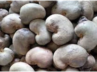 Tanzania cashews exports decline