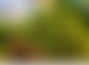 Uganda farmers, millers seek ban on maize exports