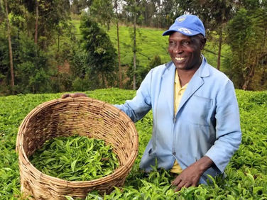 Kenyan Farmers Tap Into Apps to Work Smarter