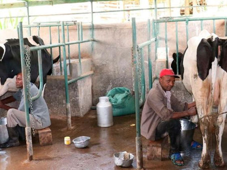 Nairobi moves to lift barriers on Ugandan milk, poultry products