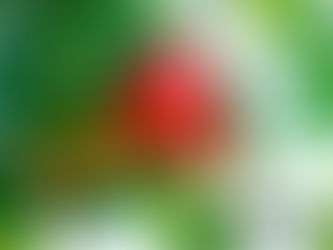 Tanzania exports cashew nuts to US as focus shifts to value addition