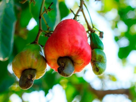 Tanzania exports cashew nuts to US as focus shifts to value addition
