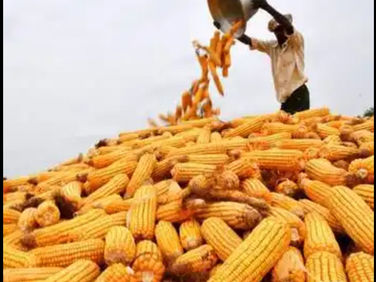 Nigeria: Maize Farmers Urge Govt to Sustain Ban On Importation of Commodity