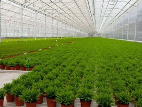 Malawi Legalizes Marijuana for Medical & Industrial Use