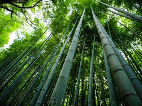 Kenya: Govt Partners With Kenya, Uganda to Develop Bamboo Sector