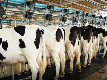 EU Project Boosts Zimbabwe's Milk Output