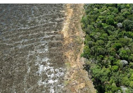 EU agrees law preventing import of goods linked to deforestation
