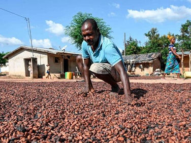 Côte d’Ivoire, Ghana demand higher prices for their cocoa growers
